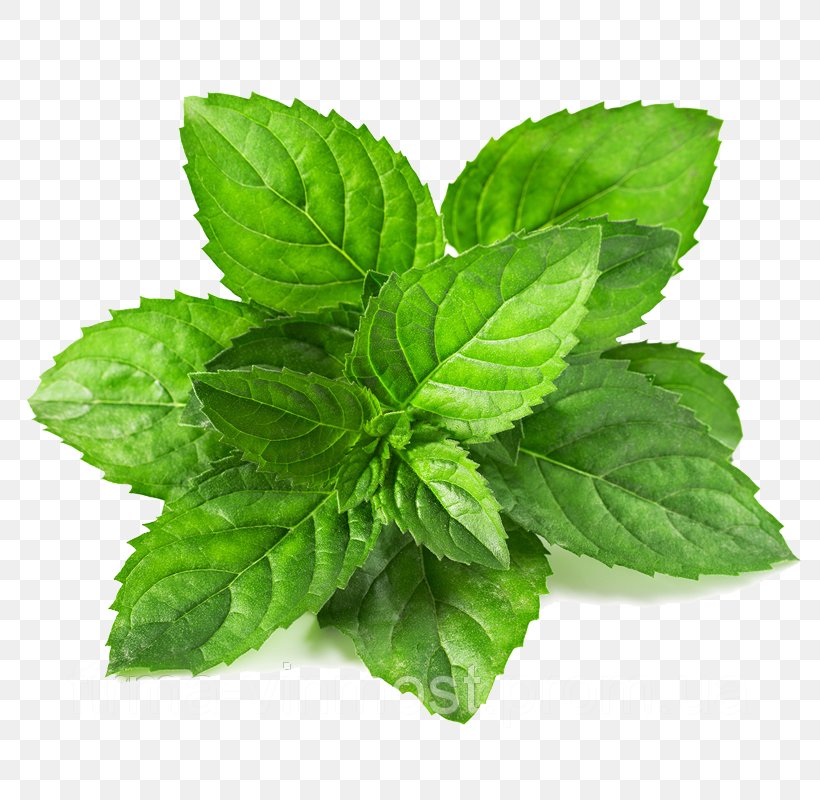 Menthol Leaf Green Mentha Spicata Mint, PNG, 800x800px, Menthol, Basil, Color, Extract, Flavor Download Free