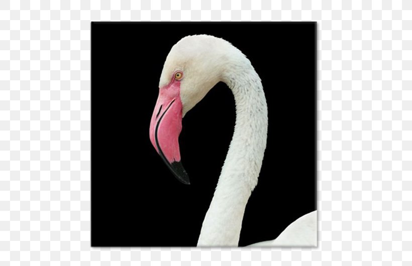 Neck Beak, PNG, 750x530px, Neck, Beak, Bird, Flamingo, Water Bird Download Free