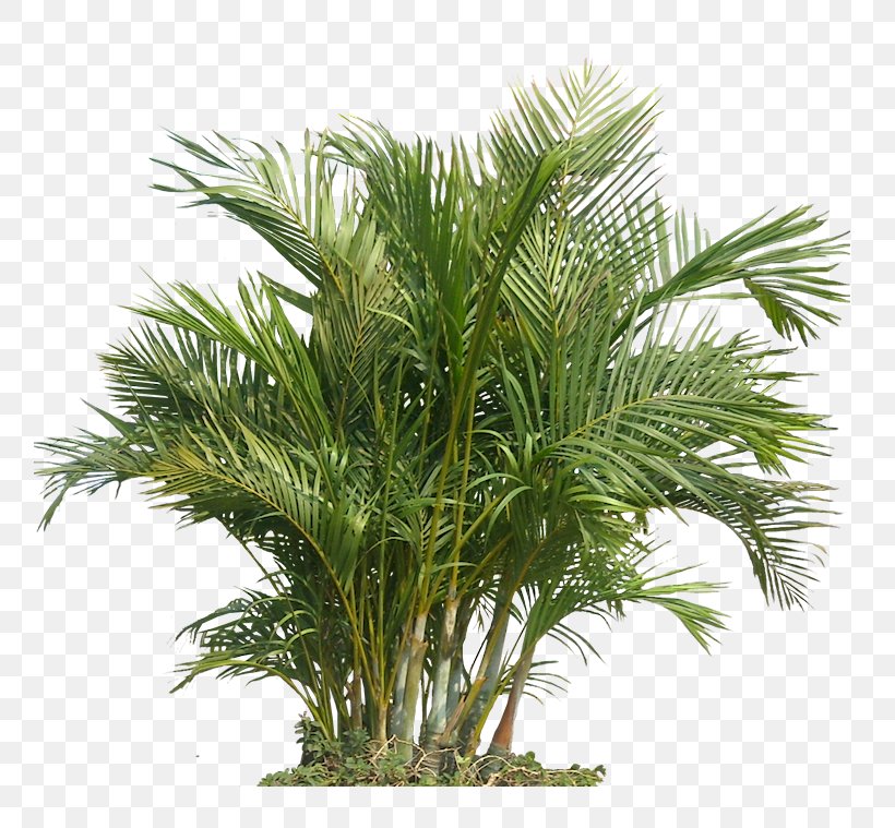 Palm Trees Houseplant Plants Tropics, PNG, 759x759px, Palm Trees, Architectural Rendering, Areca Palm, Arecales, Asian Palmyra Palm Download Free
