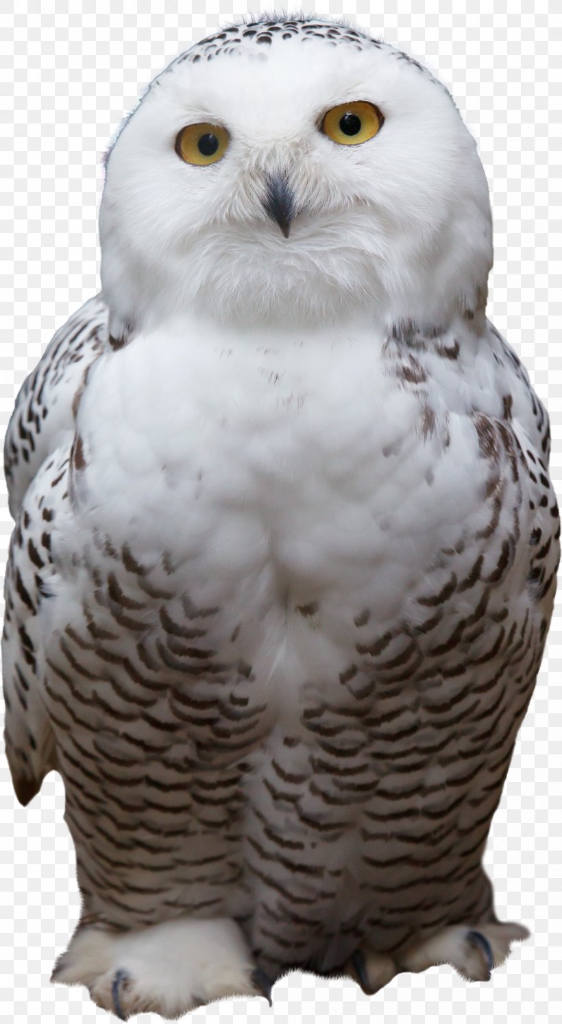 Snowy Owl Bird Horse Animal, PNG, 1054x1920px, Owl, Animal, Barn Owl, Beak, Bird Download Free