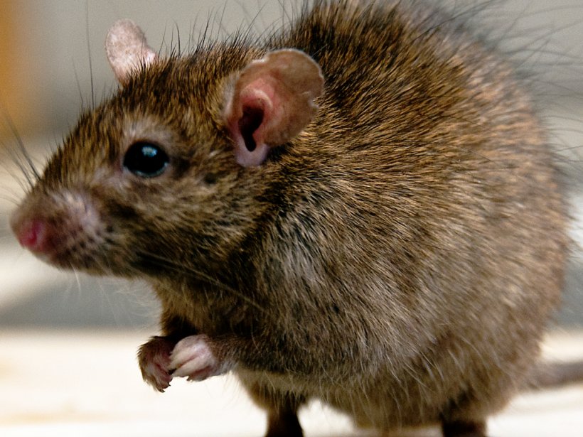 United Kingdom Brown Rat Rodent Mouse Rat Trap, PNG, 1200x900px, United Kingdom, Brown Rat, Dormouse, Fancy Rat, Fauna Download Free