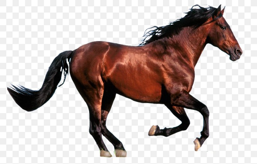 Wild Horse Foal Exmoor Pony Howrse Stallion, PNG, 800x522px, Wild Horse, Animal, Animal Figure, Bit, Bridle Download Free