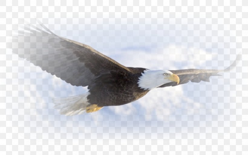 Bald Eagle Desktop Wallpaper Bird Golden Eagle, PNG, 869x544px, Bald Eagle, Accipitriformes, Beak, Bird, Bird Flight Download Free