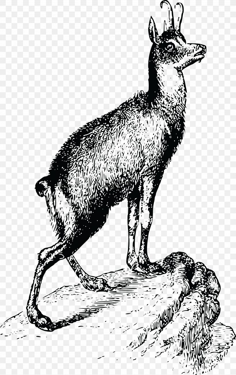 Berggasthaus Urnerstaffel Clip Art, PNG, 4000x6349px, Antelope, Art, Black And White, Chamois, Cow Goat Family Download Free