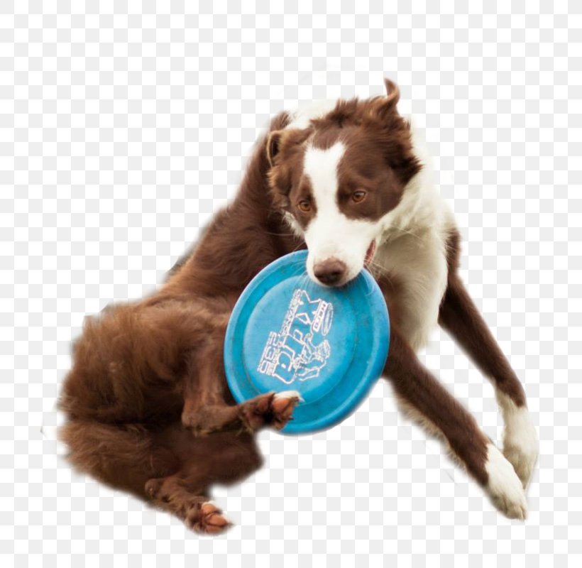 Dog Breed Puppy Disc Dog Flying Discs, PNG, 785x800px, Dog, Ashley Whippet, Canidae, Companion Dog, Disc Dog Download Free