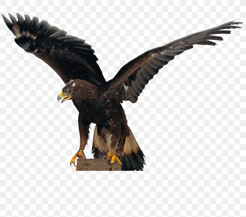 Falconiformes Bald Eagle Hawk Owl Flight, PNG, 1001x883px, Falconiformes, Accipitriformes, Bald Eagle, Beak, Bird Download Free