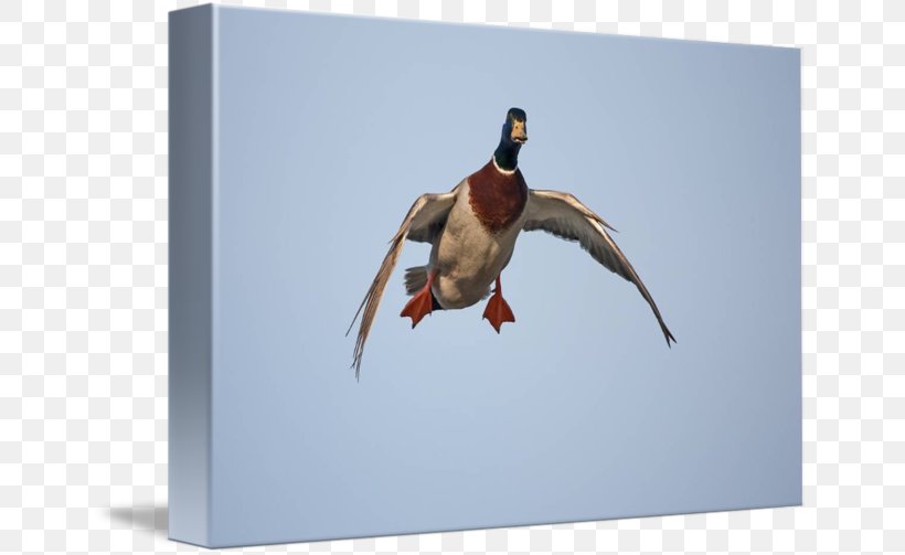 Mallard Goose Duck Art, PNG, 650x503px, Mallard, Animal, Art, Beak, Bird Download Free