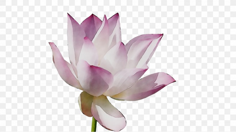 Sacred Lotus Plant Stem Cut Flowers Purple, PNG, 2000x1125px, Sacred Lotus, Aquatic Plant, Botany, Curcuma, Cut Flowers Download Free
