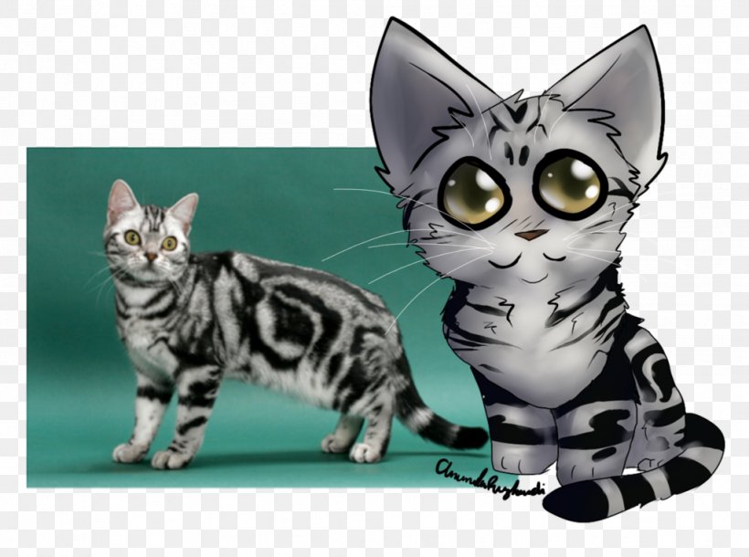American Shorthair British Shorthair Bengal Cat Exotic Shorthair Kitten, PNG, 1024x763px, American Shorthair, American Wirehair, Asian, Bengal, Bengal Cat Download Free