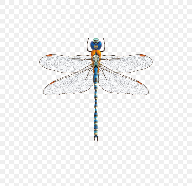 Dragonfly Insect, PNG, 612x792px, Dragonfly, Arthropod, Computer Graphics, Dragonflies And Damseflies, Insect Download Free