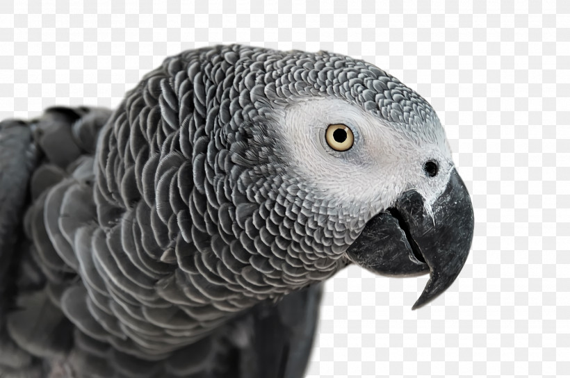 Feather, PNG, 1920x1276px, Grey Parrot, Beak, Closeup, Falcon, Feather Download Free
