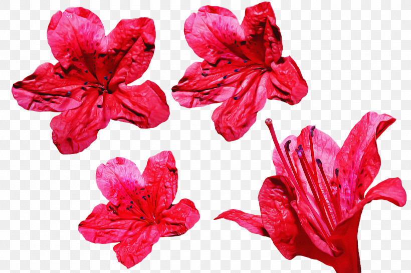 Floral Design, PNG, 1920x1280px, Azalea, Cut Flowers, Floral Design, Flower, Garden Roses Download Free