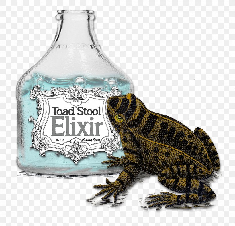 Frog Glass Bottle Reptile, PNG, 2005x1935px, Frog, Amphibian, Bottle, Glass, Glass Bottle Download Free
