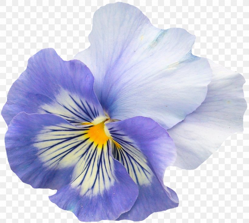 Pansy Flower Garden Violet Flower Garden, PNG, 1280x1147px, Pansy, Blue, California Golden Violet, Common Daisy, Flower Download Free
