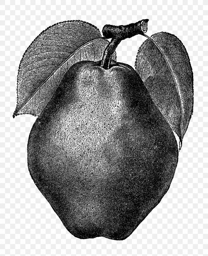 Pear Drawing Clip Art, PNG, 1302x1600px, Pear, Antique, Apple, Art, Black And White Download Free
