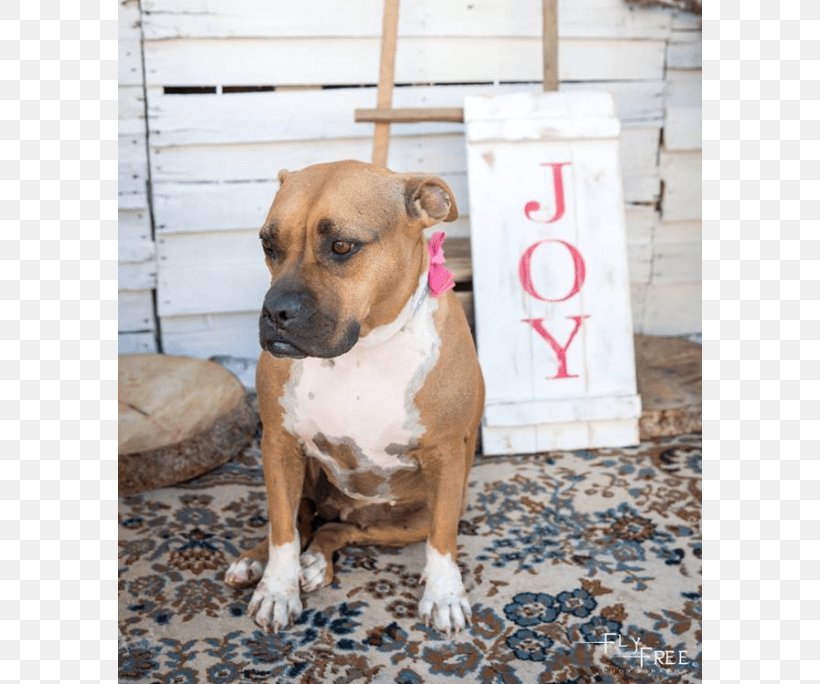 American Staffordshire Terrier American Pit Bull Terrier Black Mouth Cur Dog Breed, PNG, 730x684px, American Staffordshire Terrier, American Pit Bull Terrier, Animal, Animal Rescue Group, Black Mouth Cur Download Free
