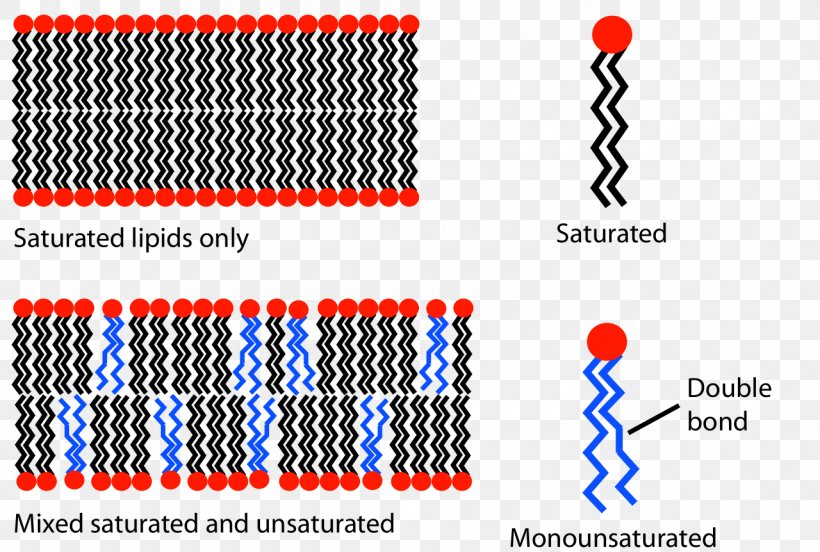 Lipid Bilayer Cell Membrane Biological Membrane Phospholipid, PNG, 1280x862px, Lipid Bilayer, Amphiphile, Area, Bilayer, Biological Membrane Download Free