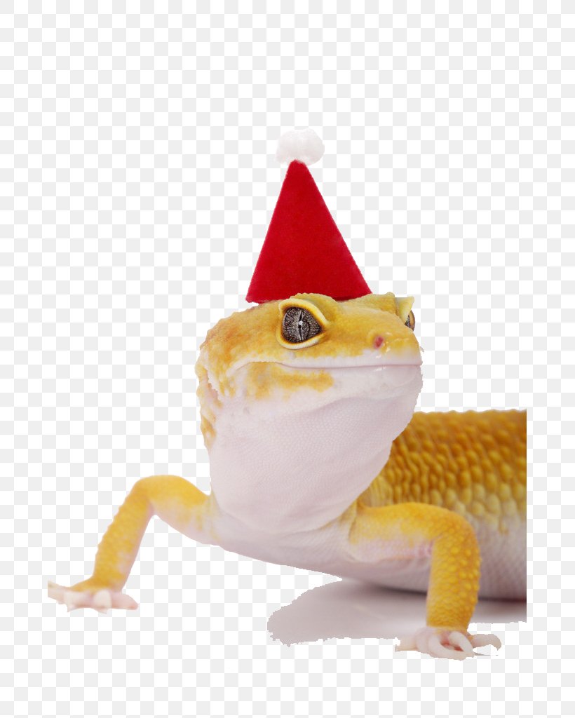 Lizard Hat Stock Photography Common Leopard Gecko Christmas, PNG, 683x1024px, Hat, Alamy, Christmas, Designer, Fish Download Free