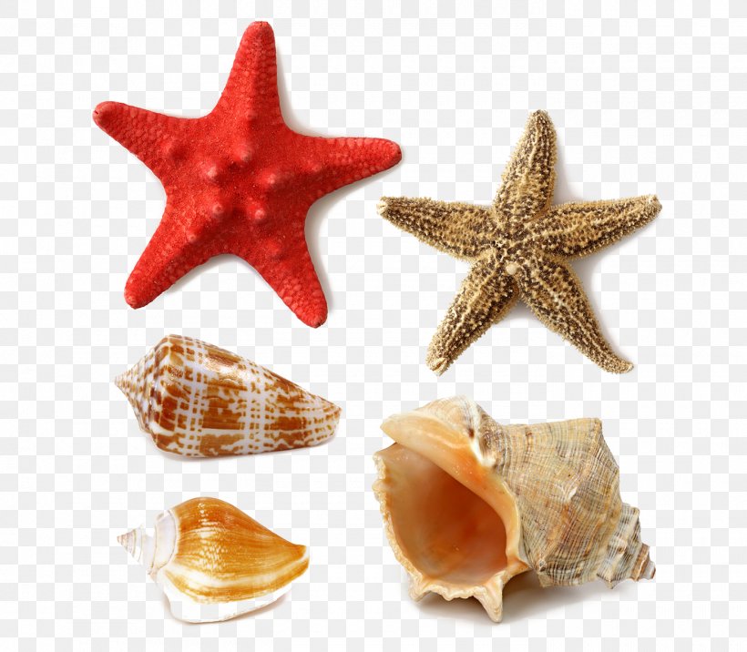 Seashell Stock Photography Royalty-free, PNG, 1400x1224px, Seashell, Conchology, Echinoderm, Invertebrate, Mollusc Shell Download Free