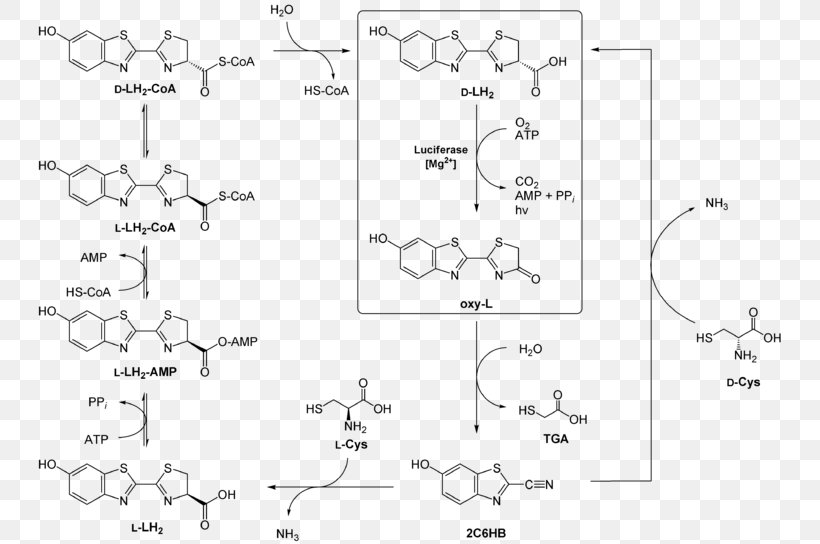 Structural Formula Organic Chemistry Drawing Chemical Formula, PNG, 750x544px, Structural Formula, Area, Auto Part, Black And White, Catalysis Download Free