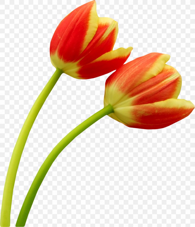 Tulip Orange Clip Art, PNG, 1039x1210px, Tulip, Adobe Flash, Baner, Bud, Collage Download Free