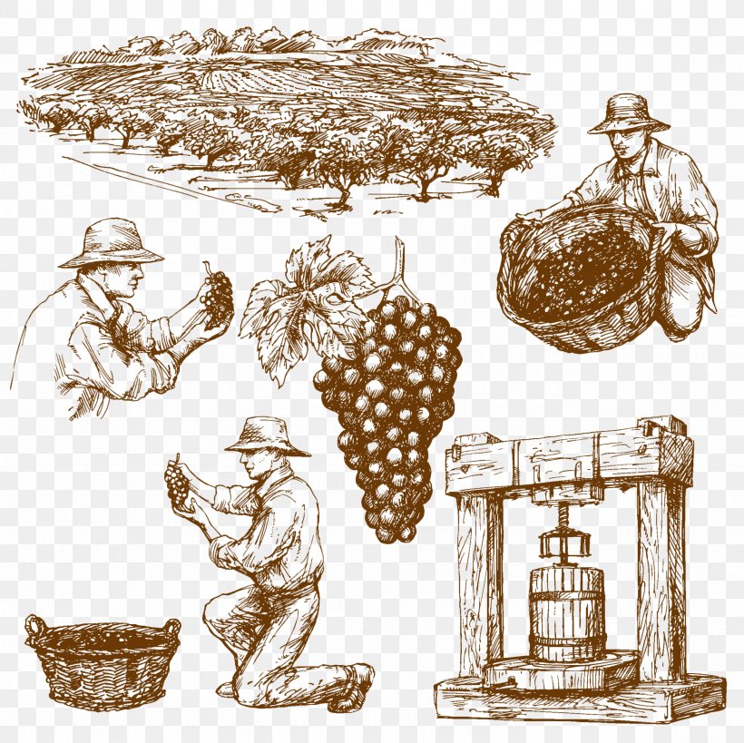 Wine Common Grape Vine Drawing, PNG, 2362x2362px, Wine, Agriculture, Basket, Common Grape Vine, Drawing Download Free