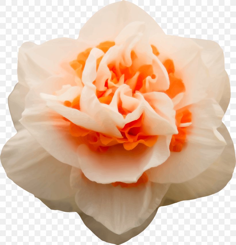 Cut Flowers Floral Design Petal Garden Roses, PNG, 2310x2400px, Flower, Close Up Gmbh, Cut Flowers, Dressing Overall, Firkin Download Free