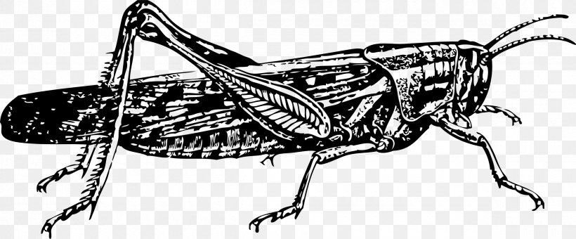 Insect Locust Drawing Grasshopper Clip Art, PNG, 2400x998px, Insect, Art, Arthropod, Artwork, Australian Plague Locust Download Free