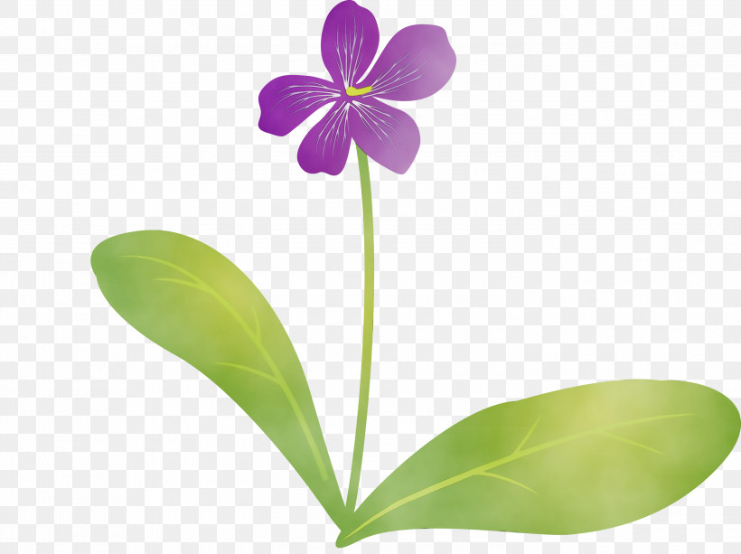 Plant Stem Flower Moth Orchids Petal Flora, PNG, 2999x2242px, Violet Flower, Biology, Flora, Flower, Moth Orchids Download Free