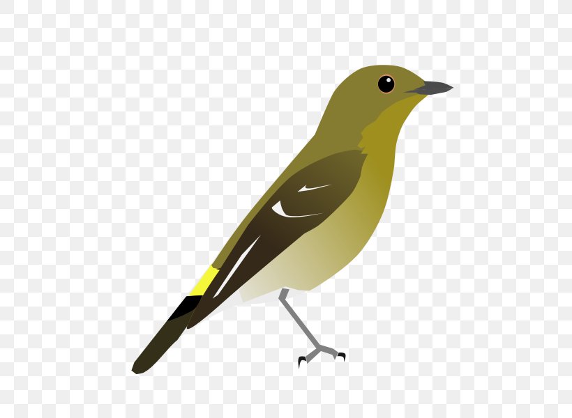 Yellow-rumped Flycatcher Ultramarine Flycatcher Eurasian Golden Oriole The Clements Checklist Of Birds Of The World Common Nightingale, PNG, 600x600px, Yellowrumped Flycatcher, Beak, Bird, Common Nightingale, Eurasian Golden Oriole Download Free