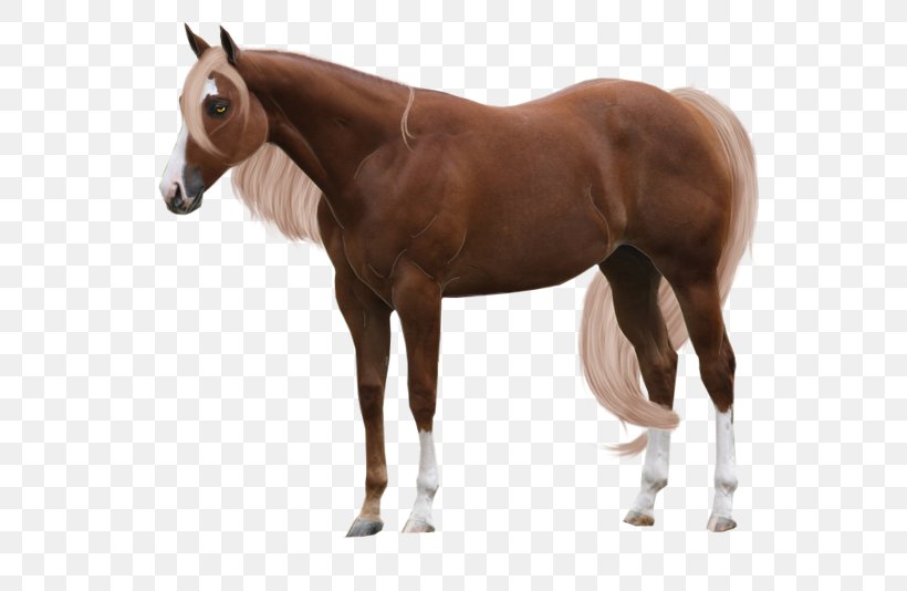 Arabian Horse Stallion Chestnut American Quarter Horse Foal, PNG, 800x534px, Arabian Horse, American Quarter Horse, Bay, Bit, Bridle Download Free
