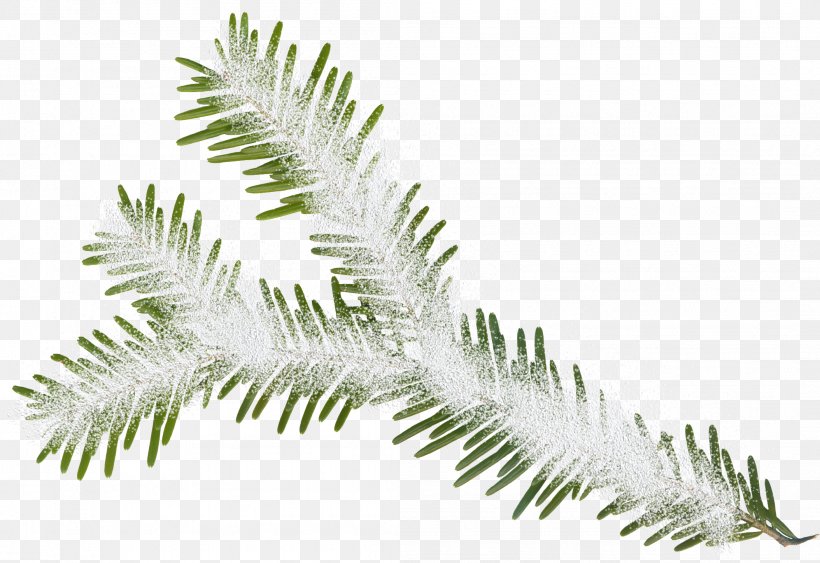Christmas Tree Leaf Christmas Ornament, PNG, 2108x1449px, Christmas Tree, Branch, Christmas, Christmas Gift, Christmas Ornament Download Free