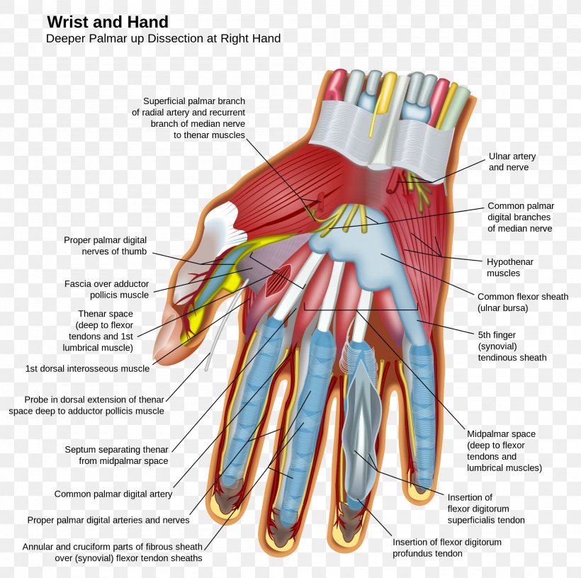 Hand Wrist Carpal Bones Anatomy Finger, PNG, 2000x1992px, Watercolor, Cartoon, Flower, Frame, Heart Download Free