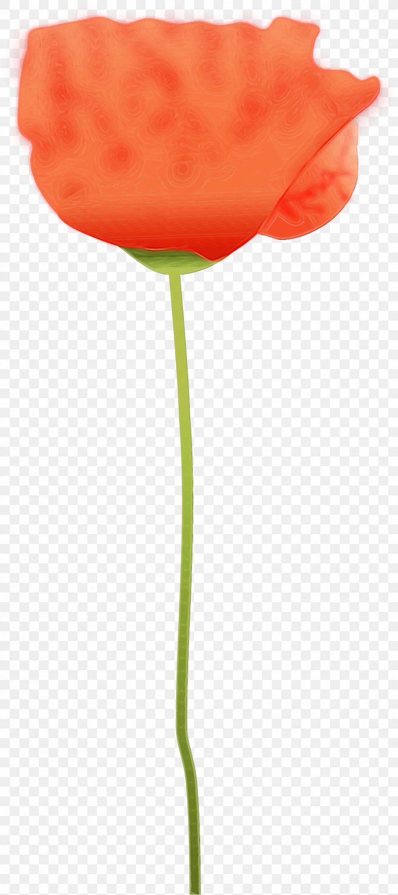 Orange, PNG, 931x2093px, Watercolor, Balloon, Coquelicot, Corn Poppy, Flower Download Free