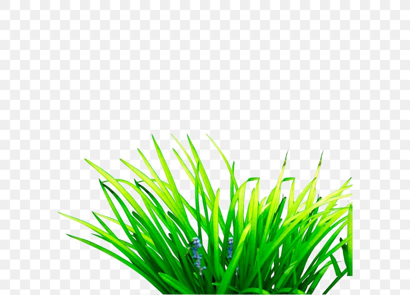 Scutch Grass Computer File, PNG, 591x591px, Scutch Grass, Cynodon, Grass, Grass Family, Grasses Download Free