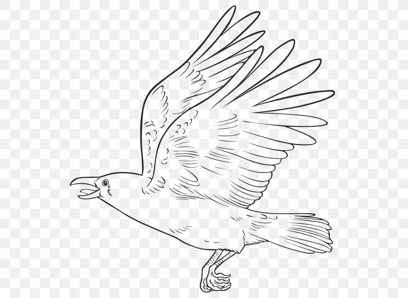 Featured image of post How To Draw A Flying Crow How to draw an eagle with a pencil