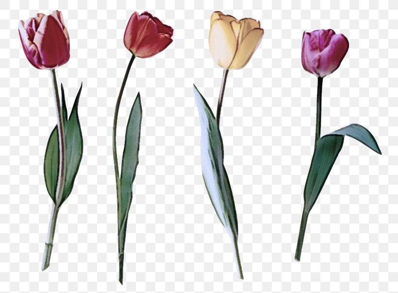 Floral Design, PNG, 800x603px, Tulip, Artificial Flower, Cut Flowers, Floral Design, Flower Download Free
