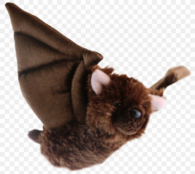 Little Brown Bat Big Brown Bat Canadian Wildlife Federation White-nose Syndrome, PNG, 1024x916px, Bat, Adoption, Animal, Big Brown Bat, Canada Download Free