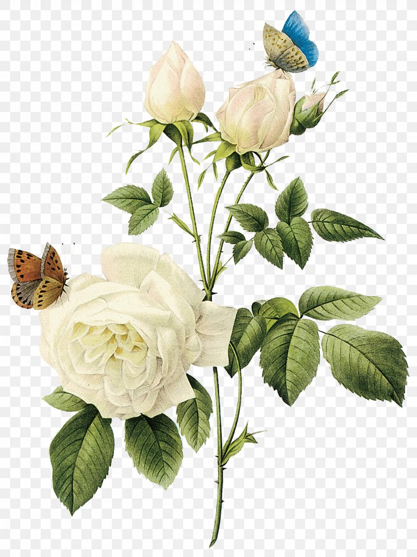 Dream, PNG, 1944x2598px, Rose, Arranging Cut Flowers, Clipping Path, Cut Flowers, Floral Design Download Free