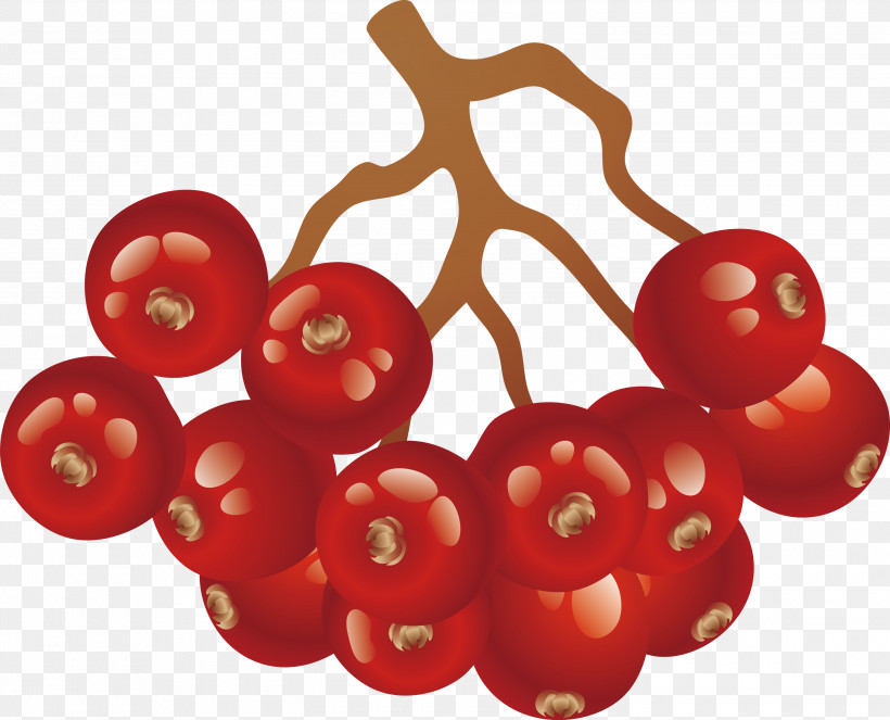 Tomato, PNG, 3000x2426px, Red, Fruit, Plant, Tomato, Vegetarian Food Download Free