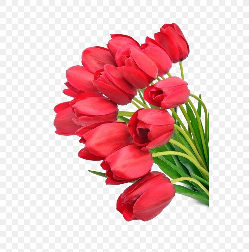 Tulip Flower Bouquet Wallpaper, PNG, 556x830px, Tulip, Bulb, Canada 150 Tulip, Cut Flowers, Display Resolution Download Free