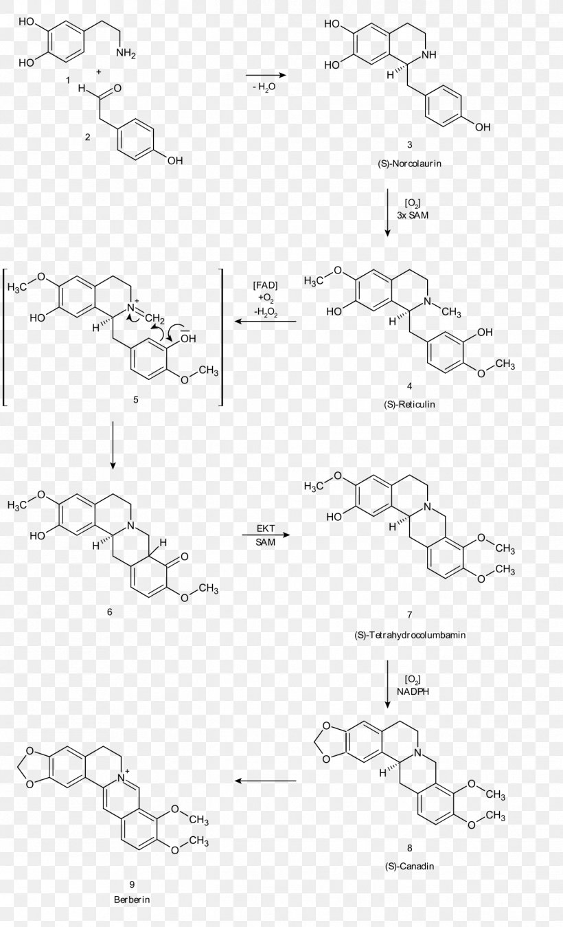 Berberine Atovaquone MRSA Super Bug Alkaloid Pharmaceutical Drug, PNG, 1346x2215px, Berberine, Alkaloid, Antibiotics, Area, Atovaquone Download Free