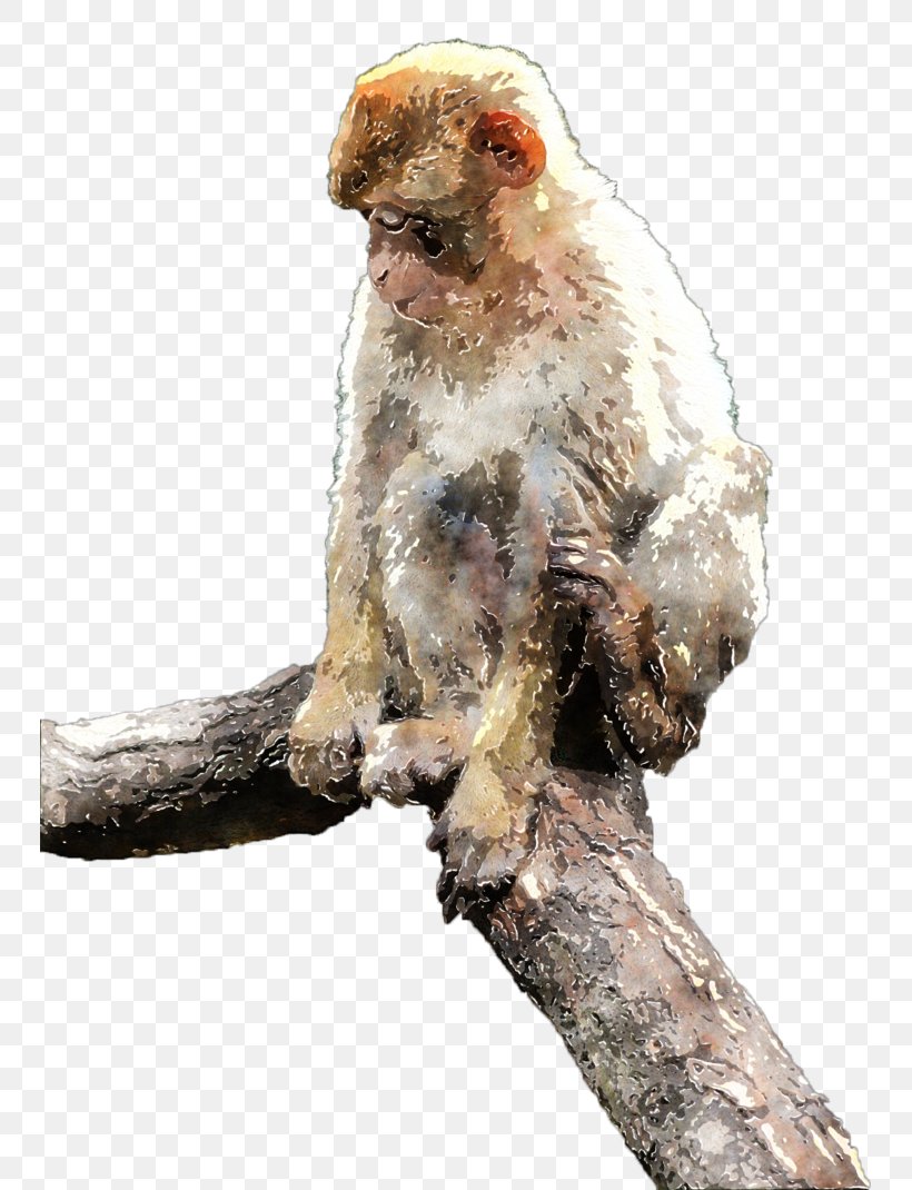 Cercopithecidae Old World New World Monkeys, PNG, 747x1070px, Cercopithecidae, Fur, Mammal, Monkey, New World Download Free