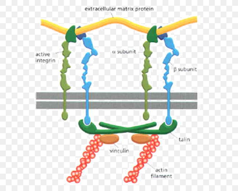 Integrin Extracellular Matrix Laminin Cytoskeleton, PNG, 620x660px, Integrin, Actin, Area, Biology, Cell Download Free