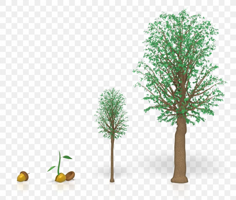 Clip Art Tree Oak Wood Plants, PNG, 1600x1355px, Tree, Branch, Budget, Business Development, Commodity Download Free