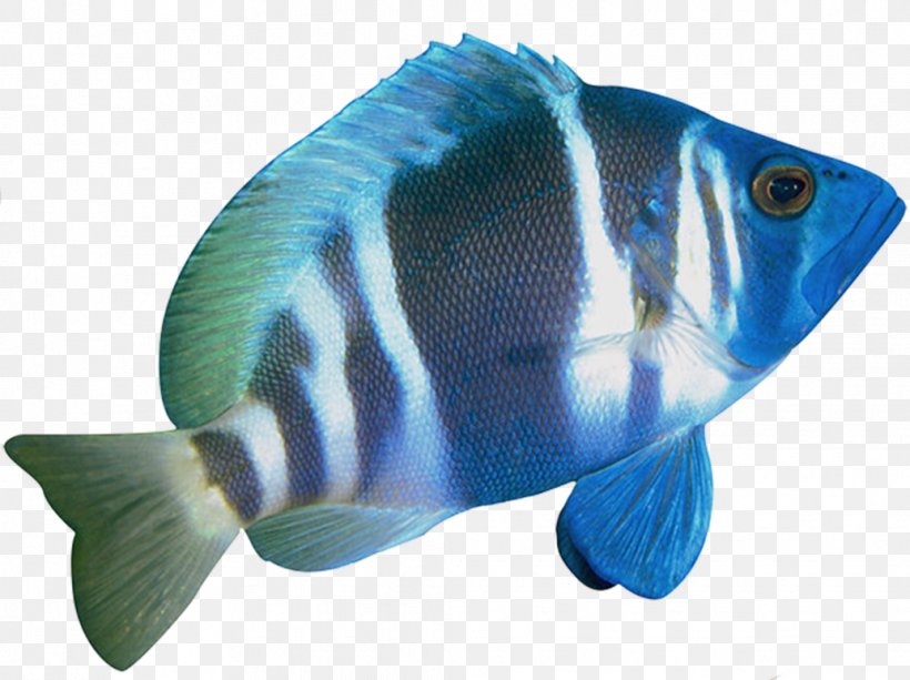 Coral Reef Fish Marine Biology Sticker Koraalvissen, PNG, 1034x773px, Coral Reef Fish, Advertising, Aquarium, Aquariums, Blue Download Free