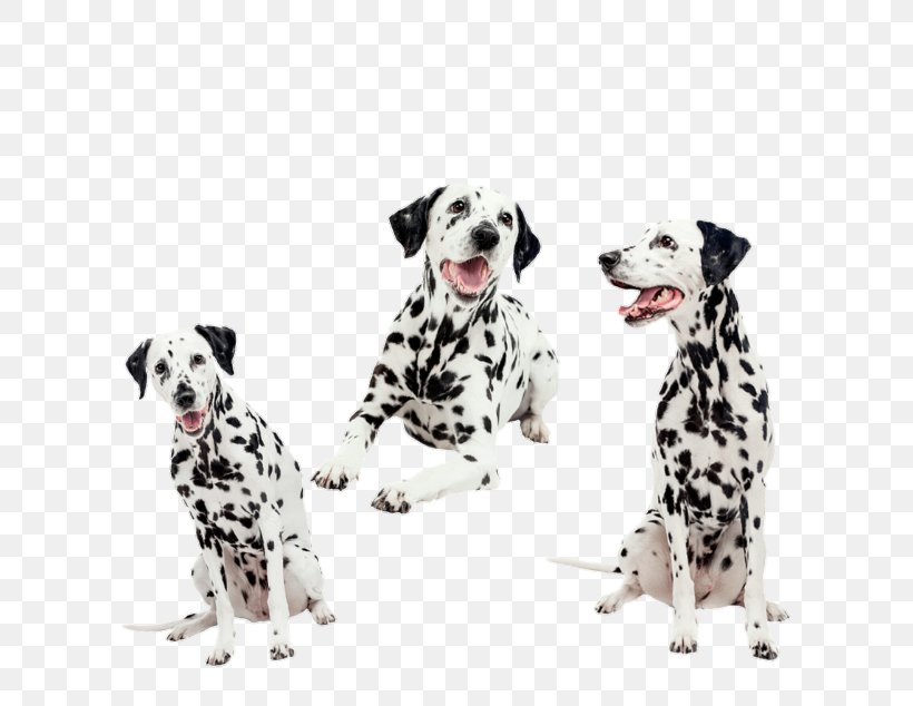 Dog Cartoon, PNG, 634x634px, Dalmatian Dog, Animal, Animal Figure, Breed, Companion Dog Download Free