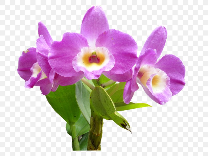 Leather Flower Moth Orchids Cut Flowers, PNG, 743x615px, Leather Flower, Burknar, Cattleya, Cattleya Orchids, Cut Flowers Download Free