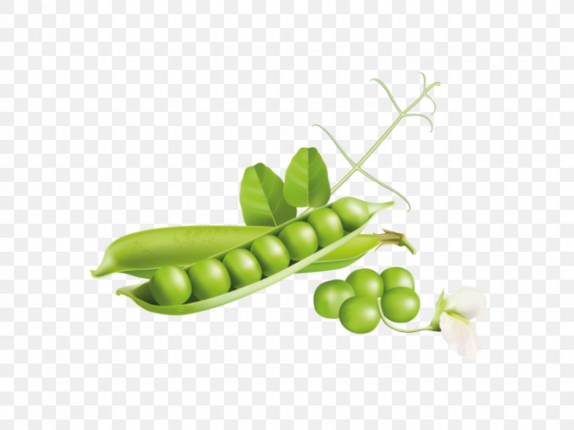 Pea Legume Snap Pea Snow Peas Green, PNG, 866x650px, Pea, Food, Fruit, Green, Legume Download Free