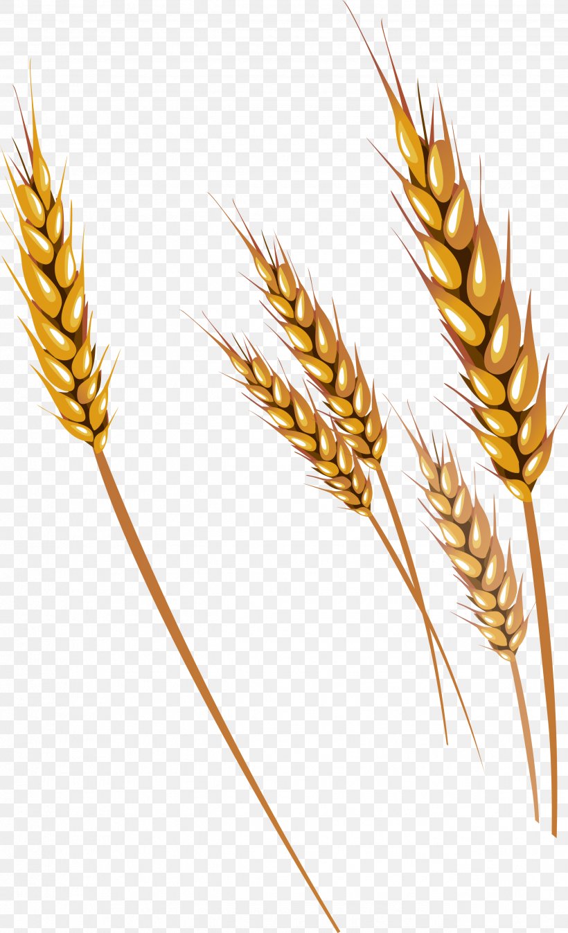 Wheat Fruit Clip Art, PNG, 2579x4238px, Wheat, Cereal, Cereal Germ, Commodity, Ear Download Free